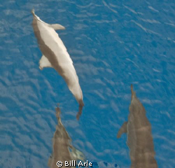 Leading the dive boat. by Bill Arle 